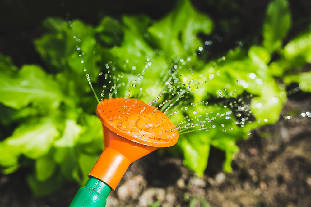 watering can spraying water on plants