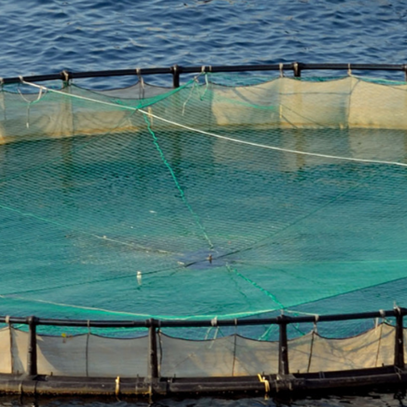 A large salmon farm where insects are fed to fish