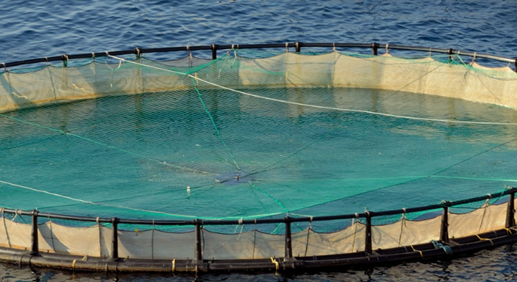 A large salmon farm where insects are fed to fish