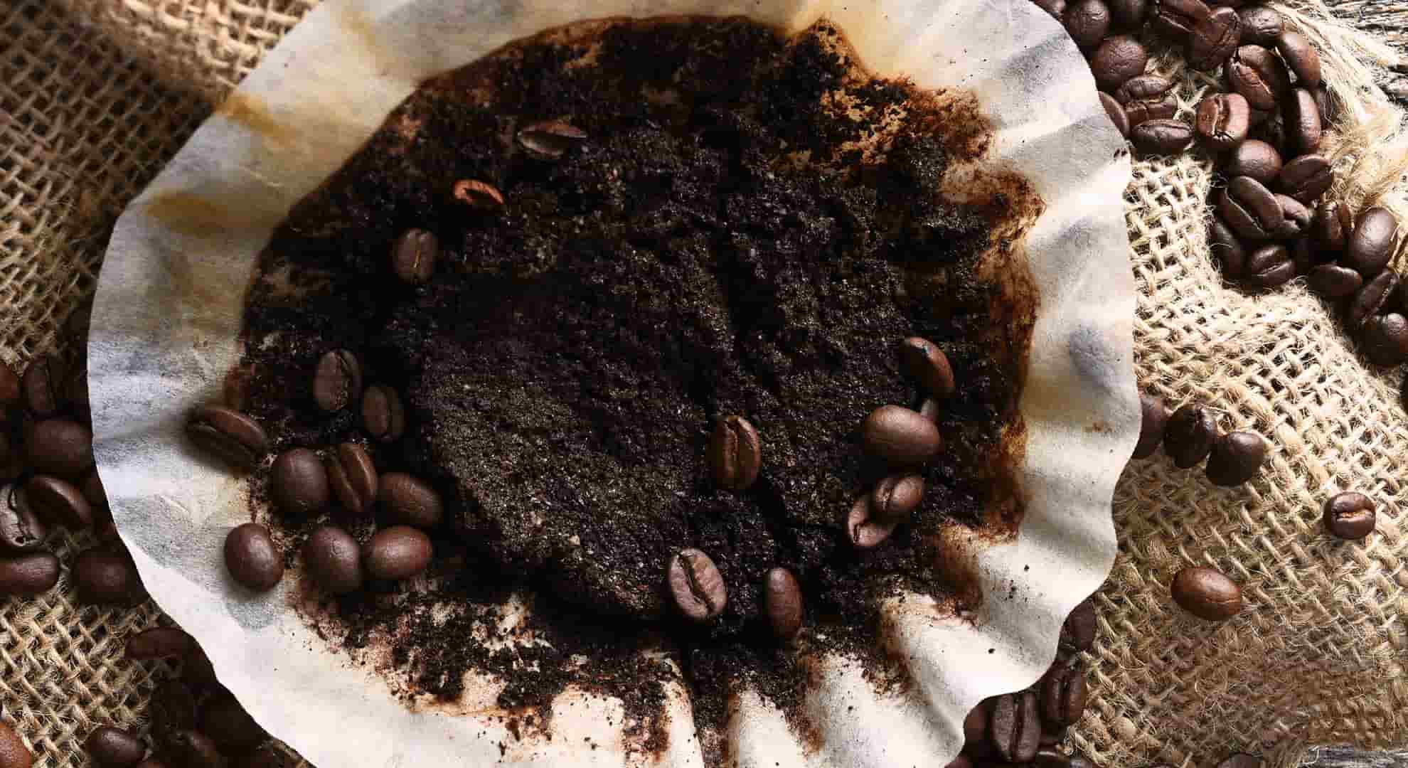 Used coffee grounds