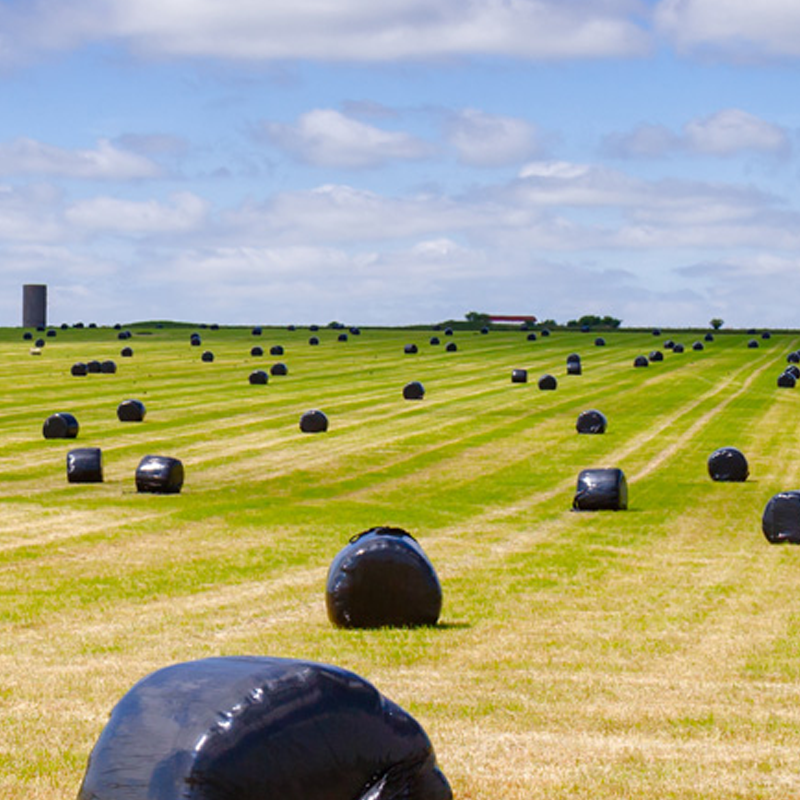 A field with bales of hay wrapped in plastic