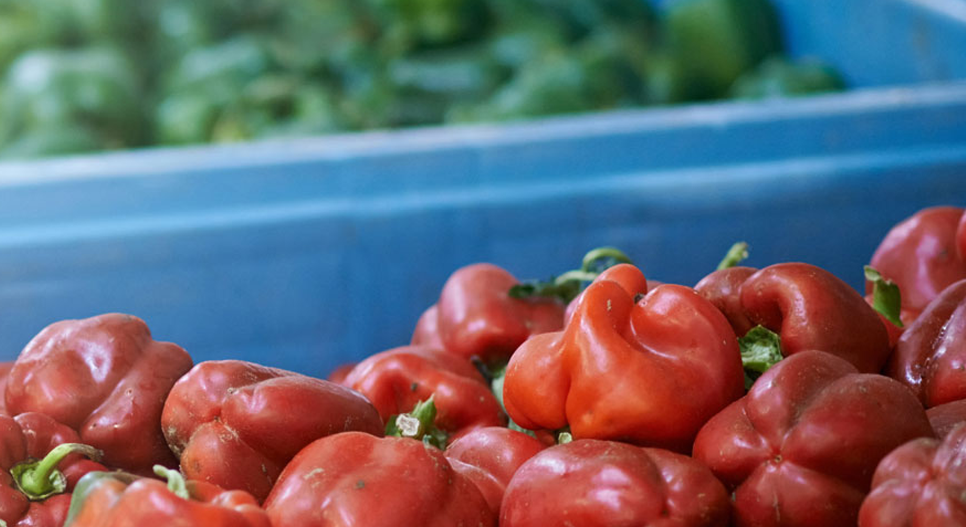 A bunch of red peppers