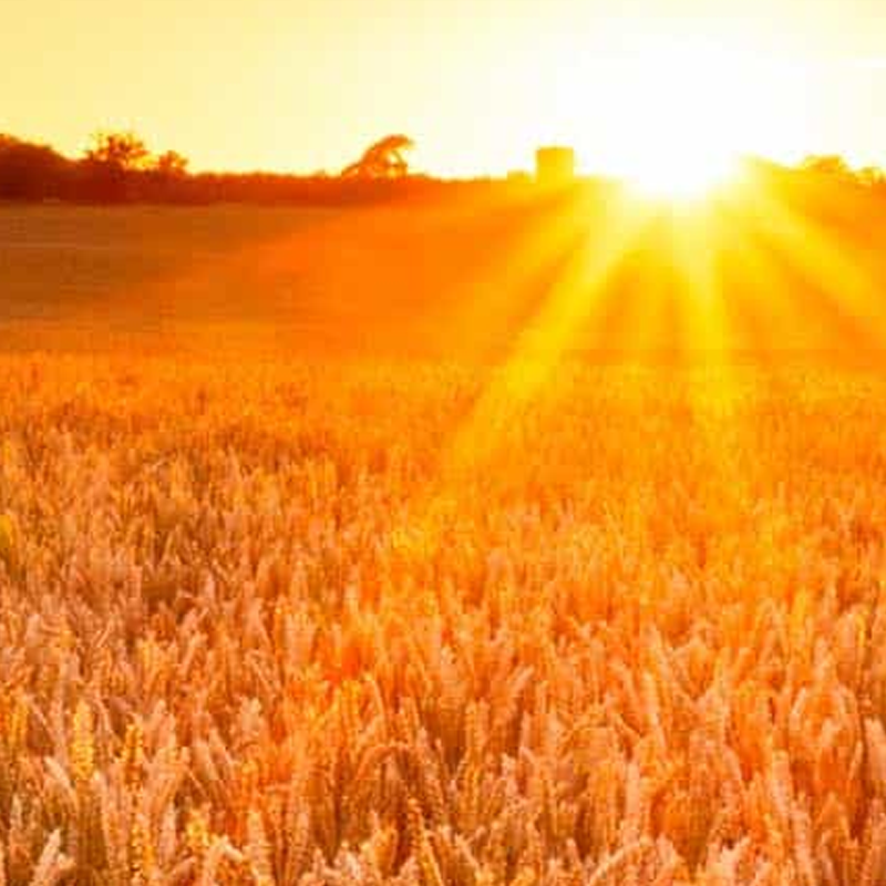 A field with crops basked in sunlight