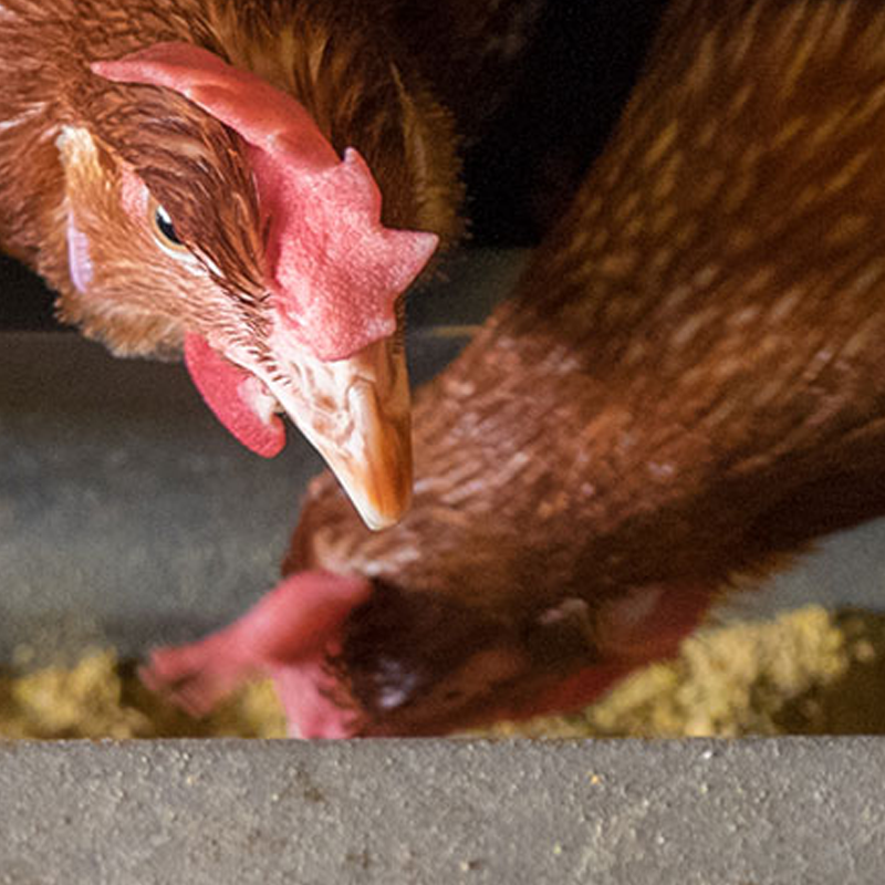 A chicken eating food