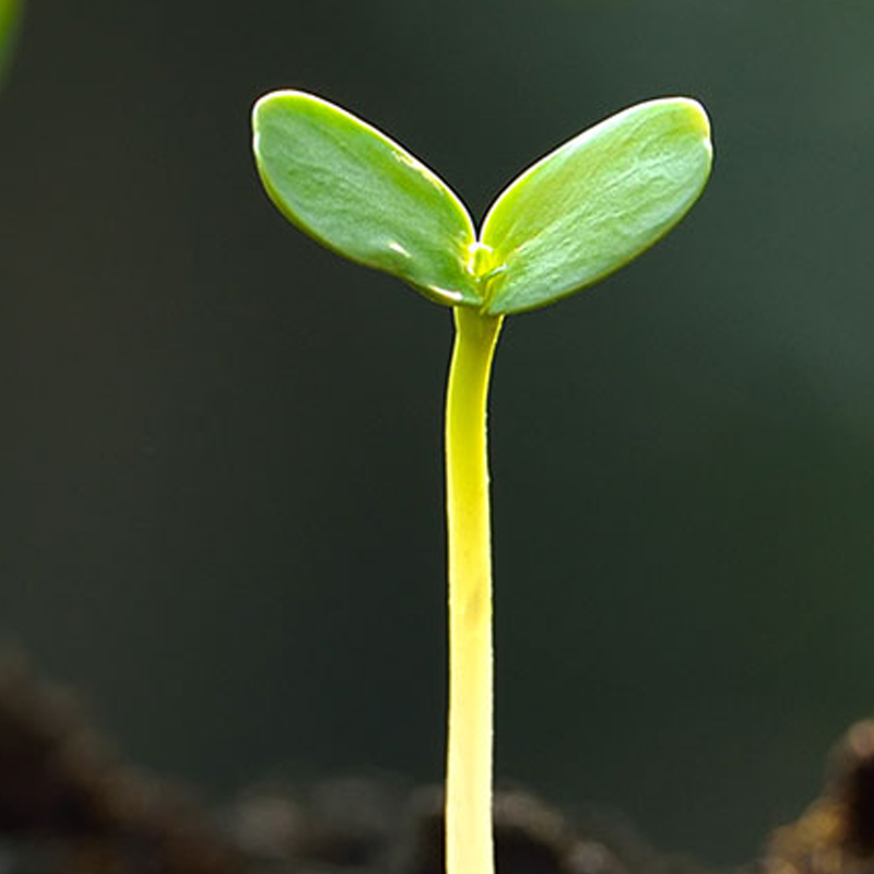 A young seedling growing in soil