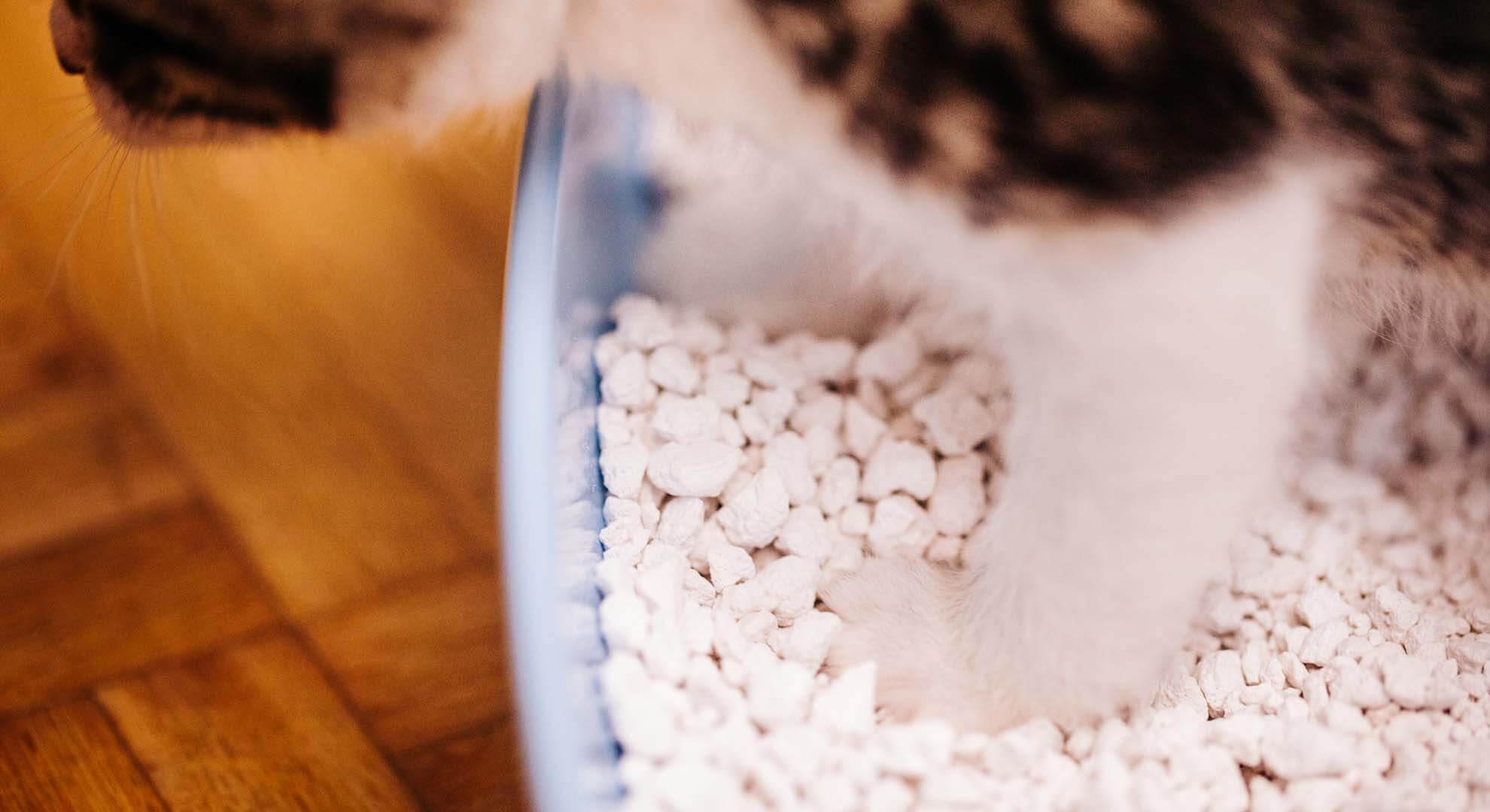 A cat standing in a litter tray