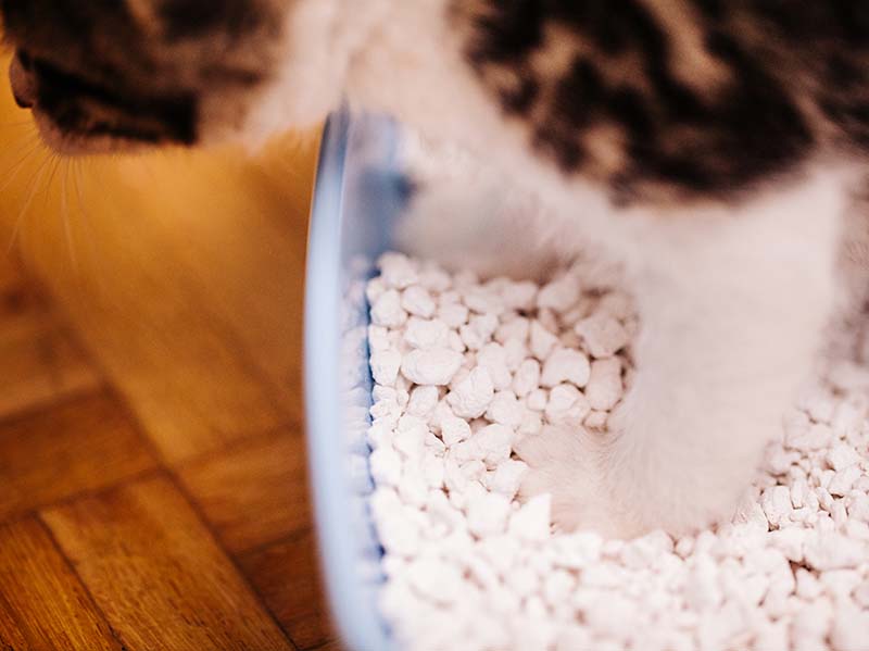 A cat standing in a litter tray