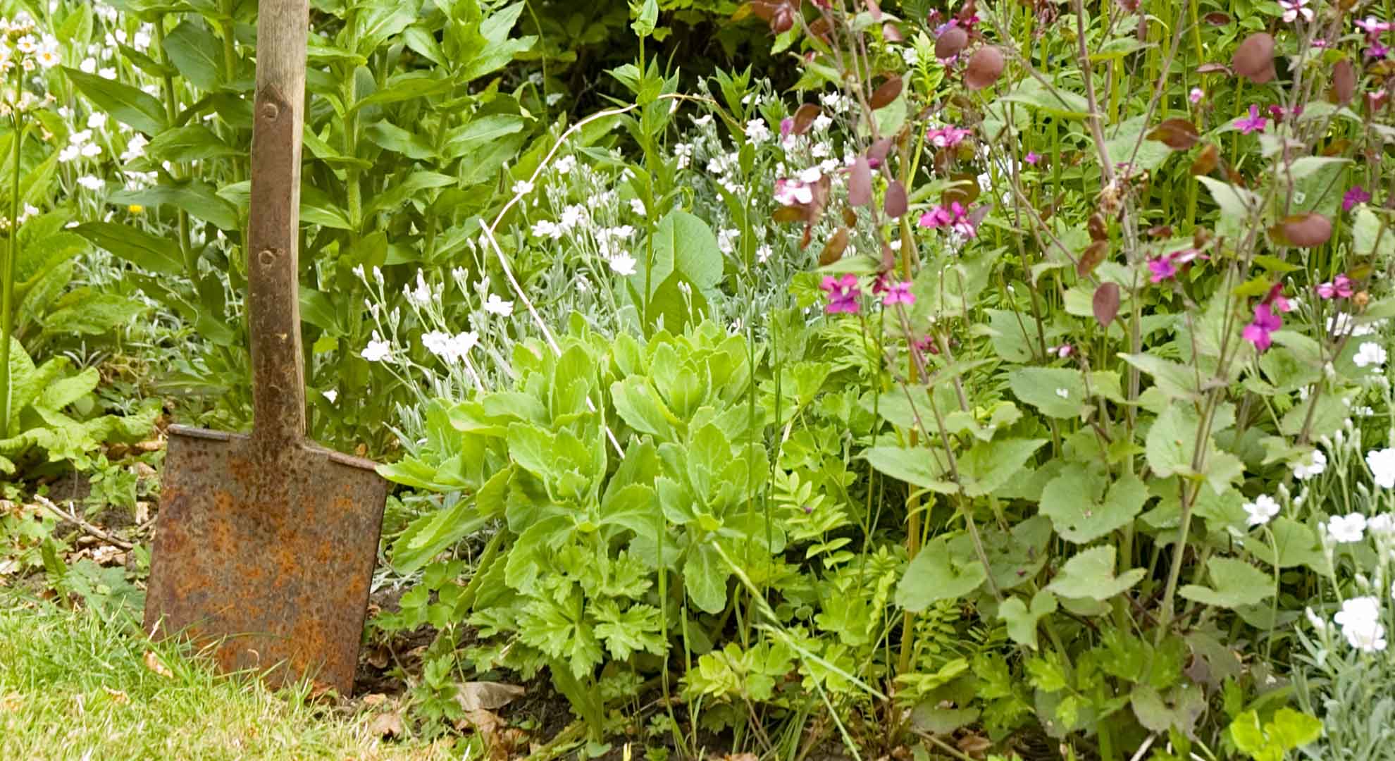 Plants, bushes and shrubs in a garden