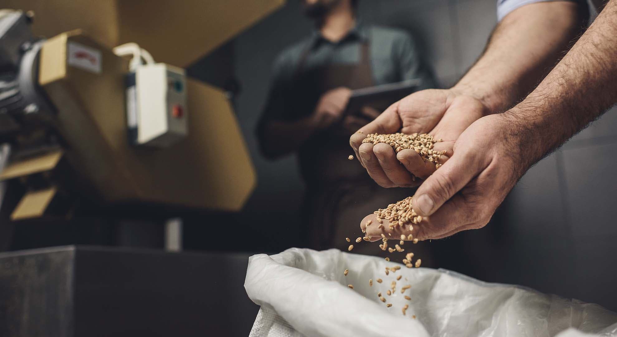 Photo of a brewery worker inspecting bag with grains