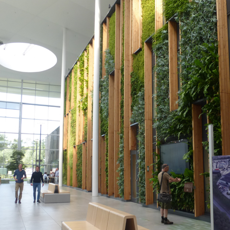 Indoor construction project utilising, light, green plants and wood