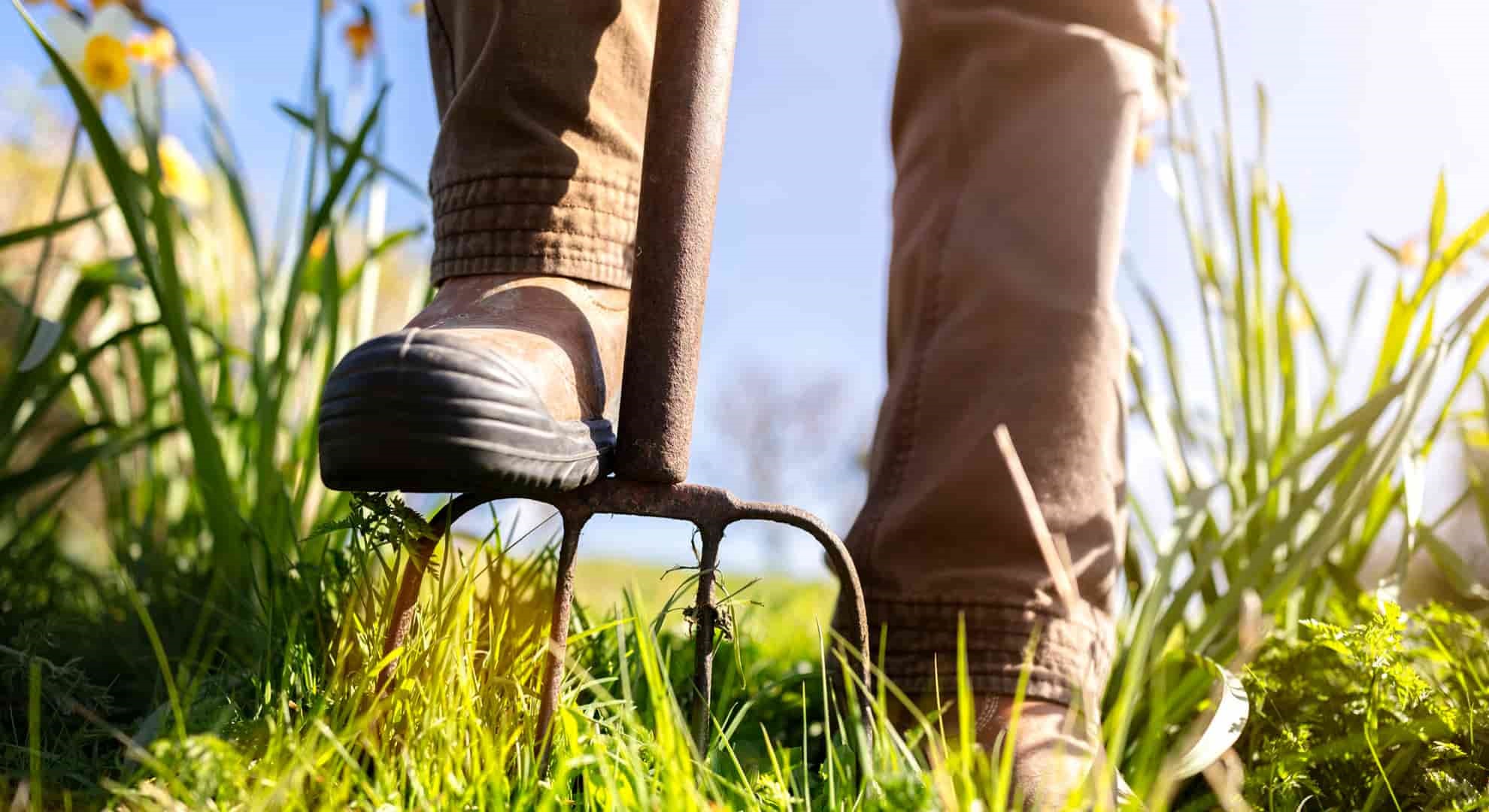 Gardener digging out weeds with pitchfork in the garden or allotment